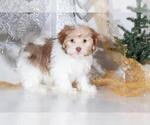 Small Photo #1 Havanese Puppy For Sale in BEL AIR, MD, USA
