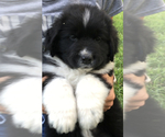 Small Photo #3 Newfoundland Puppy For Sale in LEWISBURG, PA, USA