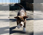 Small #18 Mutt