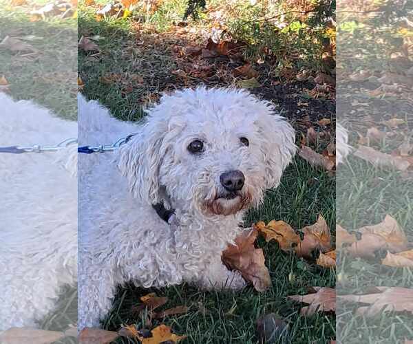 Medium Photo #6 Bichon Frise Puppy For Sale in Mukwonago, WI, USA