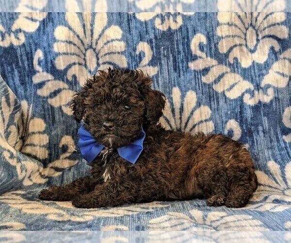 Medium Photo #4 Poodle (Miniature) Puppy For Sale in LINCOLN UNIV, PA, USA