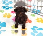 Small #6 Cockapoo (Toy)-Poodle (Toy) Mix
