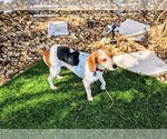 Small Photo #8 Beagle Puppy For Sale in Tampa, FL, USA
