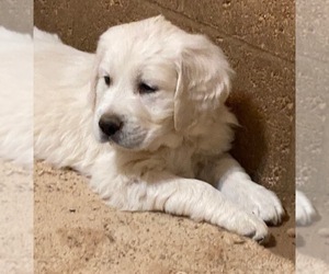 English Cream Golden Retriever Puppy for sale in SCOTTSDALE, AZ, USA