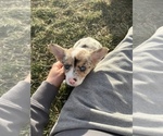 Small Photo #6 Welsh Cardigan Corgi Puppy For Sale in CLARION, IA, USA