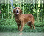 Small Photo #1 Golden Retriever Puppy For Sale in LIBERTY, KY, USA