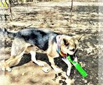 Small #4 German Shepherd Dog Mix