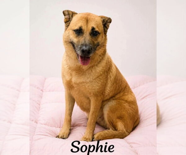 Medium Photo #3 Mutt Puppy For Sale in Escondido, CA, USA