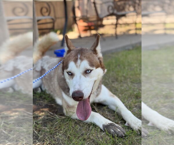 Medium Photo #7 Siberian Husky Puppy For Sale in Great Bend, KS, USA