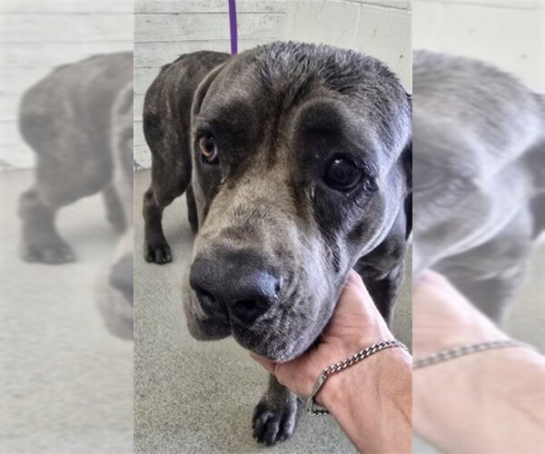 Medium Photo #1 Mastiff-Unknown Mix Puppy For Sale in San Bernardino, CA, USA