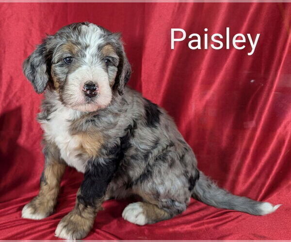 Medium Photo #2 Bernedoodle Puppy For Sale in CANON CITY, CO, USA