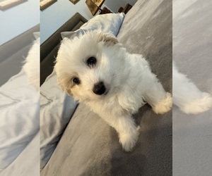 Maltipom Puppy for sale in CONWAY, SC, USA