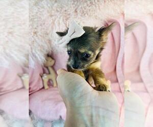 Chihuahua Puppy for sale in AVONDALE ESTATES, GA, USA