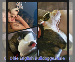 Olde English Bulldogge Puppy for sale in WHEELER, MI, USA