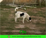 Small #23 Jack Russell Terrier Mix