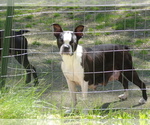 Small Photo #1 Boston Terrier Puppy For Sale in MONROE, NH, USA