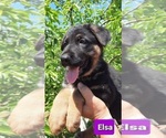 Small Photo #3 German Shepherd Dog Puppy For Sale in EVANS, WA, USA