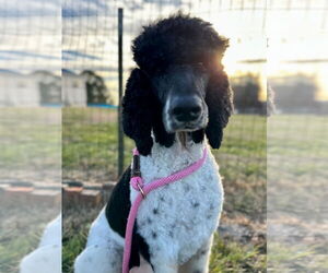 Poodle (Standard) Dogs for adoption in Pacolet, SC, USA