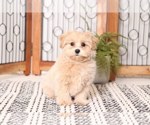 Maltipoo Puppy for sale in NAPLES, FL, USA