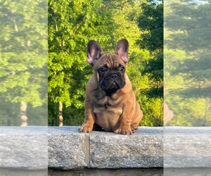 French Bulldog Puppy for sale in ATLANTA, GA, USA