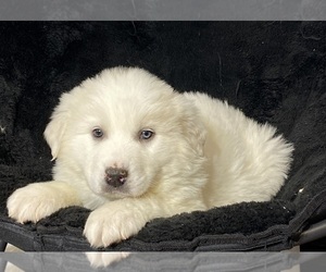 Great Pyrenees Puppy for sale in CANOGA, NY, USA