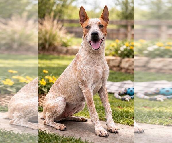 Medium Photo #1 Mutt Puppy For Sale in Rockwall, TX, USA