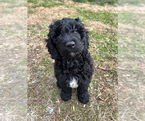 Double Doodle Puppy for sale in ASPERS, PA, USA