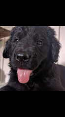 Newfoundland Puppy for sale in LANCASTER, OH, USA