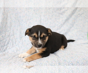 Mutt Puppy for sale in SHILOH, OH, USA