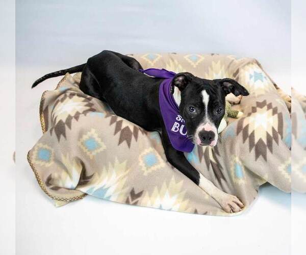 Medium Photo #5 Bull-Boxer Puppy For Sale in Kennesaw, GA, USA