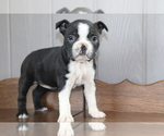 Small Photo #1 Boston Terrier Puppy For Sale in SHILOH, OH, USA