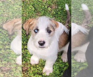 Australian Shepherd-German Shepherd Dog Mix Dogs for adoption in Bolivar, MO, USA