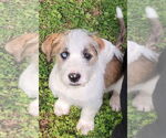 Small Australian Shepherd-German Shepherd Dog Mix