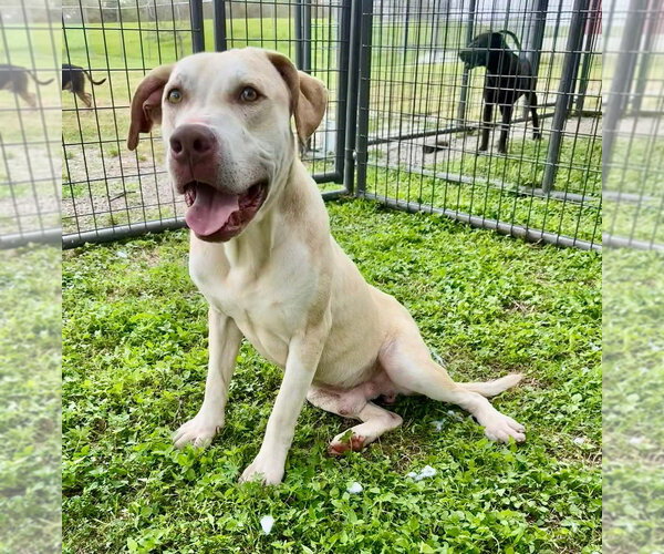 Medium Photo #12 Mutt Puppy For Sale in Abbeville, LA, USA