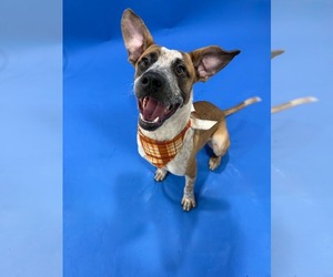 Riddle - Male Mutt Dog for Adoption - Photo #5