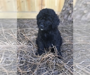 Goldendoodle Puppy for sale in PINEHURST, NC, USA