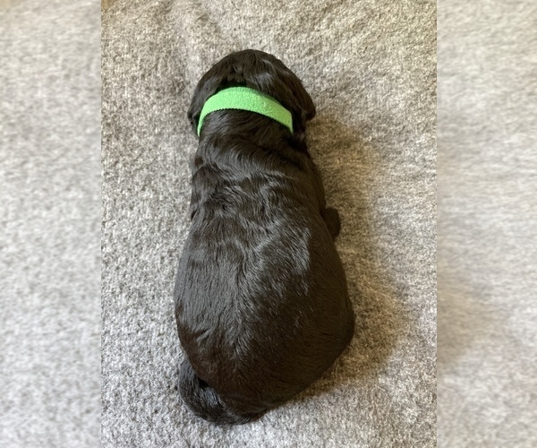 Medium Photo #4 Labradoodle Puppy For Sale in WATERLOO, SC, USA