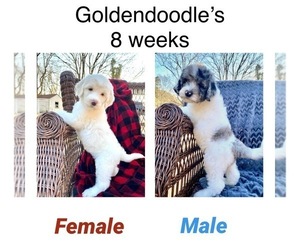 Goldendoodle Puppy for sale in NEWBURG, MD, USA