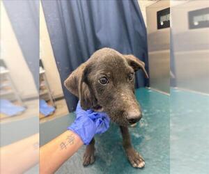 Labrador Retriever-Unknown Mix Dogs for adoption in Mobile, AL, USA