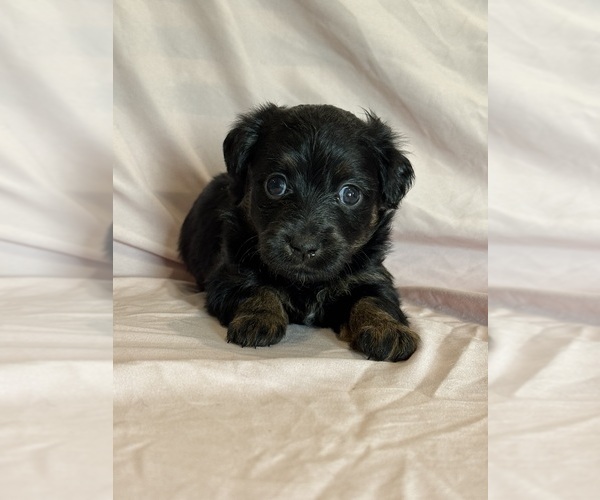 Medium Photo #1 Corgipoo Puppy For Sale in LONGMONT, CO, USA