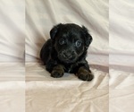 Sonnet - Female Corgipoo Puppy for Sale - Small photo