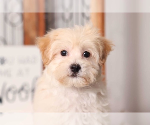 Medium Photo #2 Maltipoo Puppy For Sale in NAPLES, FL, USA