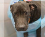 EDWARD - Male American Staffordshire Terrier Dog for Adoption - Small photo