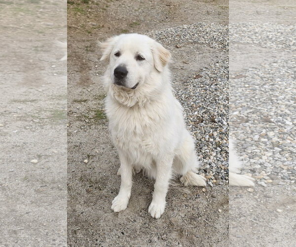 Medium Photo #1 Great Pyrenees Puppy For Sale in Croydon, NH, USA