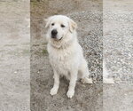 Small Great Pyrenees