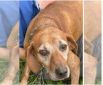 Small Redbone Coonhound Mix