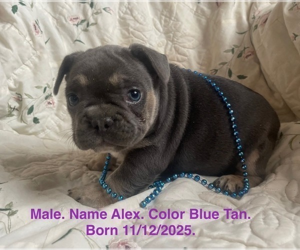 Medium Photo #9 French Bulldog Puppy For Sale in FORT PLAIN, NY, USA