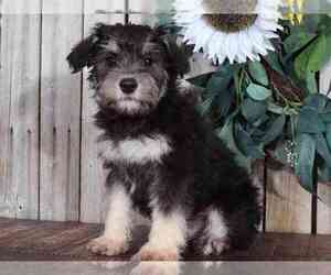 Schnoodle (Miniature) Puppy for sale in MOUNT VERNON, OH, USA