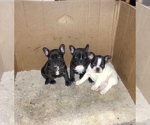 French Bulldog Puppy for sale in PUEBLO WEST, CO, USA
