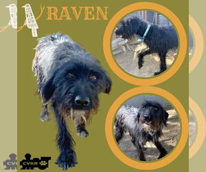 German Wirehaired Pointer-Unknown Mix Dogs for adoption in Lindsay, CA, USA